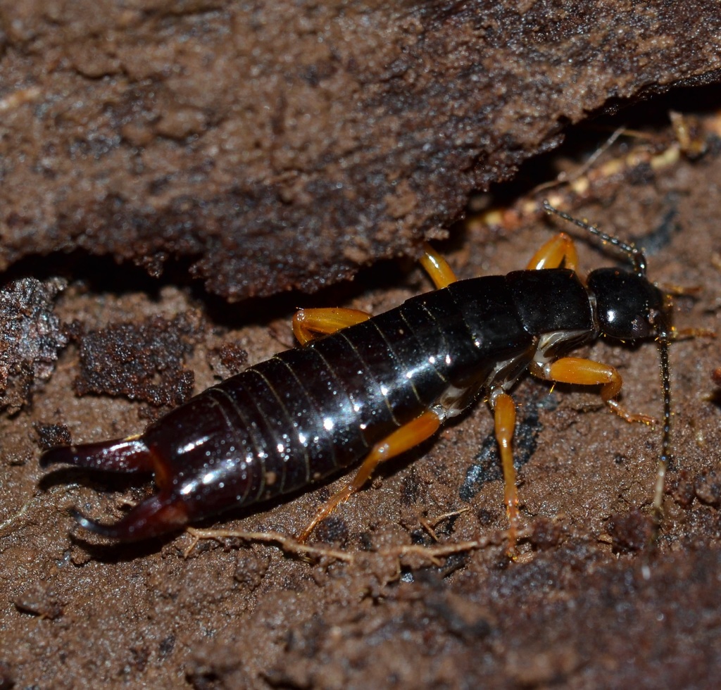 Euborellia eteronoma