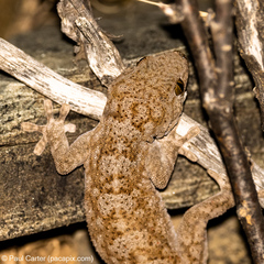 Pachydactylus kladaroderma
