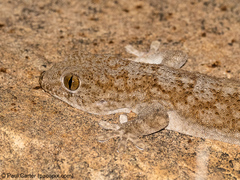 Pachydactylus kladaroderma