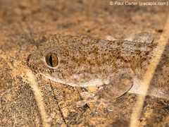 Pachydactylus kladaroderma