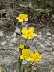 Ranunculus