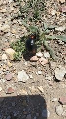 Lytta sublaevis