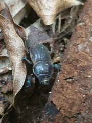 Geodorcus helmsi