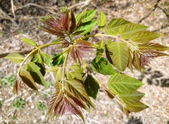Ailanthus altissima