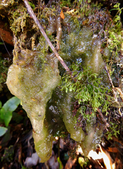 Mesotaenium macrococcum