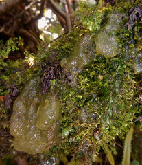 Mesotaenium macrococcum