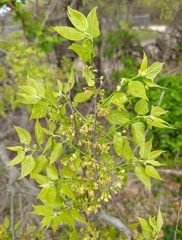 Celtis laevigata
