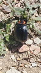Lytta sublaevis