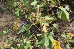 Xanthium orientale