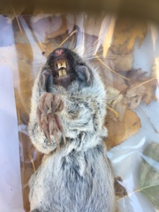 Thomomys bottae centralis