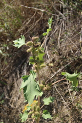 Xanthium orientale