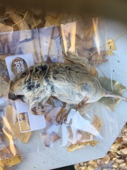 Thomomys bottae centralis