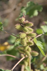 Xanthium orientale