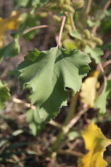 Xanthium orientale