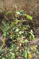 Xanthium orientale