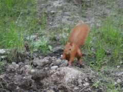Sciurus vulgaris