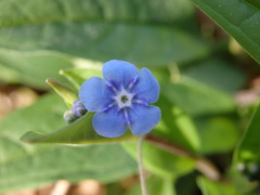 Omphalodes nitida