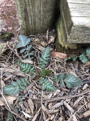 Geum vernum