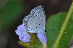 Cupido comyntas texana