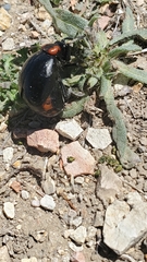 Lytta sublaevis