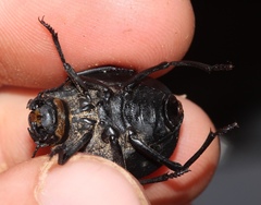 Epiphysa flavicollis