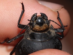 Epiphysa flavicollis