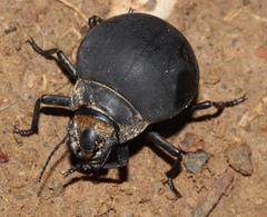 Epiphysa flavicollis