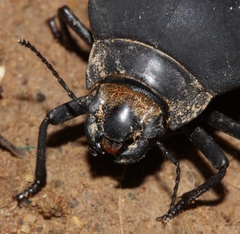 Epiphysa flavicollis