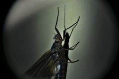 Leptophlebia cupida