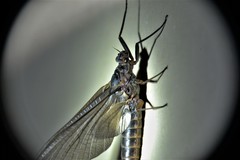 Leptophlebia cupida