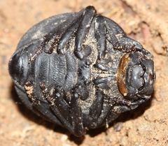 Epiphysa flavicollis