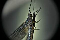 Leptophlebia cupida