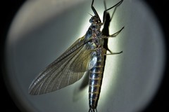 Leptophlebia cupida