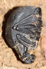 Epiphysa flavicollis