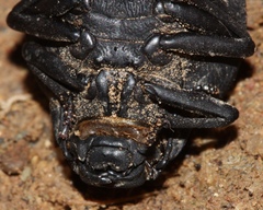 Epiphysa flavicollis