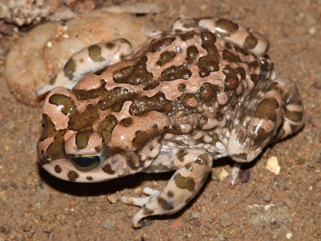 Southern Toads