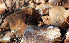 Haywardella edmondsii