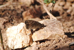 Haywardella edmondsii