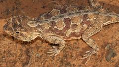 Agama aculeata aculeata