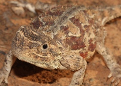 Agama aculeata aculeata