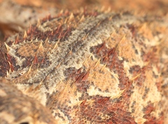 Agama aculeata aculeata