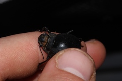 Epiphysa flavicollis