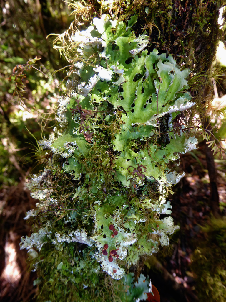 Pseudocyphellaria fimbriata