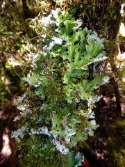 Image of Pseudocyphellaria fimbriata