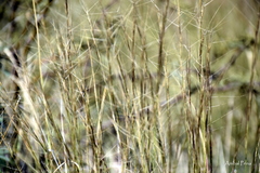 Aristida subulata