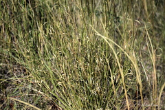 Aristida subulata