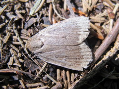 Amphipyra glabella