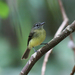 Black-billed Flycatcher - Photo (c) Justyn Stahl, some rights reserved (CC BY-NC), uploaded by Justyn Stahl