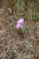 Xeranthemum squarrosum