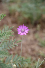 Xeranthemum squarrosum